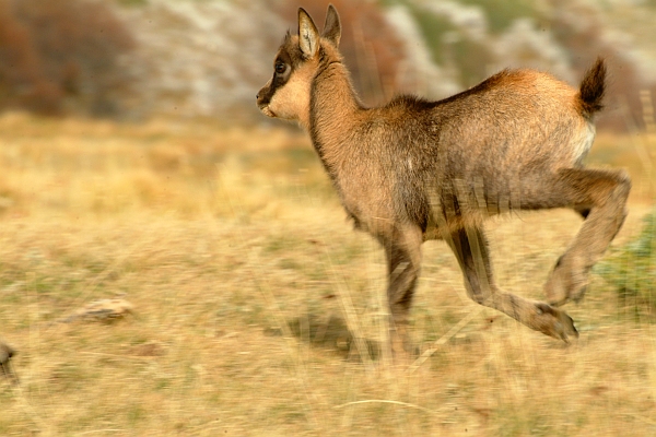 Camoscio d''Abruzzo Rupicapra pyrenaica ornata